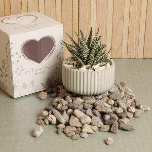 BOMBONIERE MATRIMONIO PIANTINA