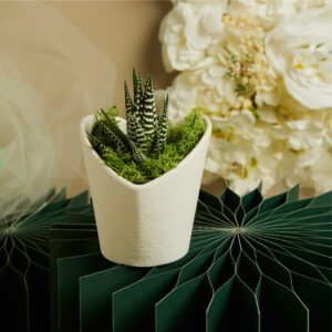 bomboniere matrimonio vasetto con piantina