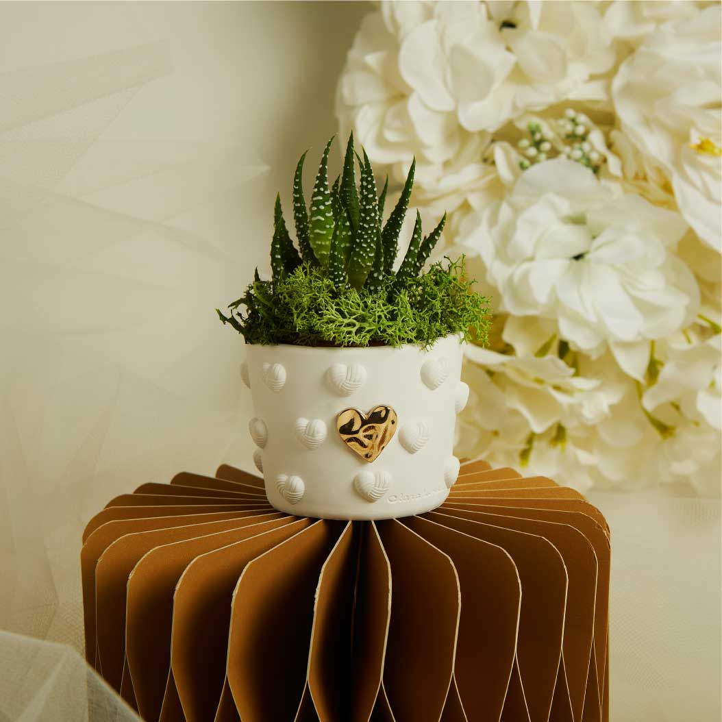 BOMBONIERE MATRIMONIO VASETTO CUORI CON PIANTINA BOMBONIERE MATRIMONIO VASETTO CUORI CON PIANTINA